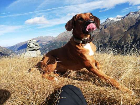 Rhodesian Ridgeback-Beitrag-Bild