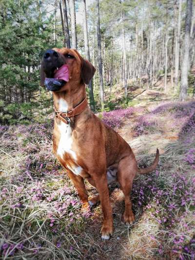 Fotochallenge Nr. 59 - Mein Hund zeigt die Zunge-Beitrag-Bild