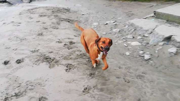 Rhodesian Ridgeback-Beitrag-Bild
