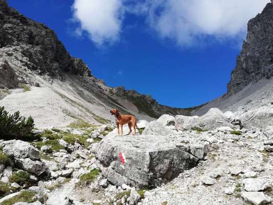 Rhodesian Ridgeback-Beitrag-Bild