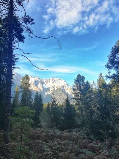 Rhodesian Ridgeback-Beitrag-Bild