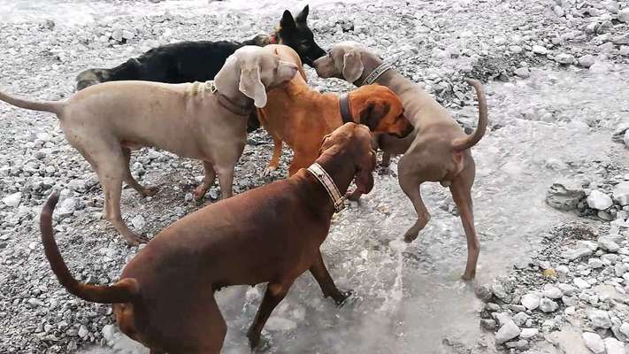 Rhodesian Ridgeback-Beitrag-Bild