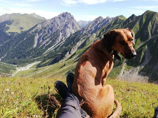 Rhodesian Ridgeback-Beitrag-Bild