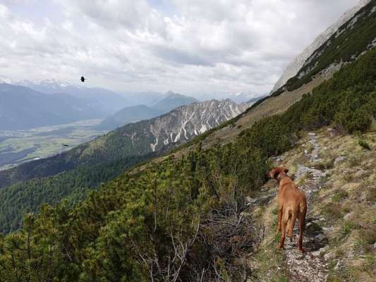 Rhodesian Ridgeback-Beitrag-Bild