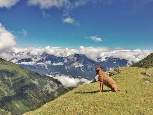 Rhodesian Ridgeback-Beitrag-Bild