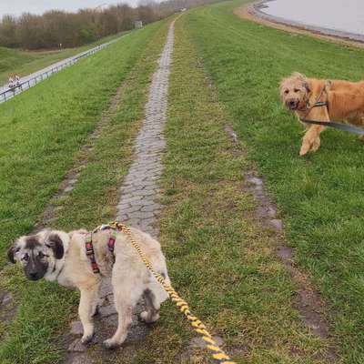 Hundetreffen-Gassi gehen und Welpen treffen-Bild