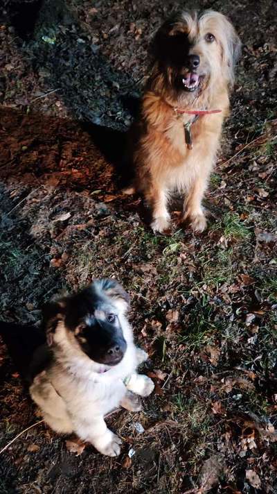 Das erste Bild eures Hundes-Beitrag-Bild