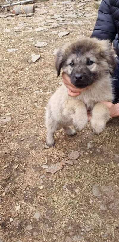 Giftköder-Beitrag-Bild