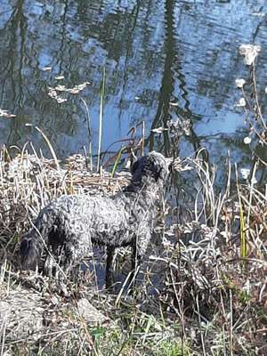 Hundetreffen-Hunde Runde-Bild