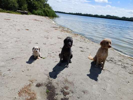 Unsere Fellnasen-Vielfalt im Überblick!-Beitrag-Bild