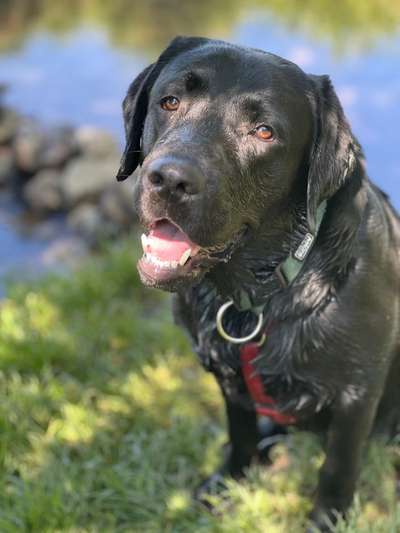 Hundetreffen-Treffen zum Gassi gehen und spielen-Bild