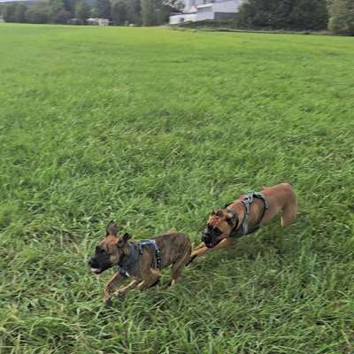 Hundetreffen-Welpentreff-Bild