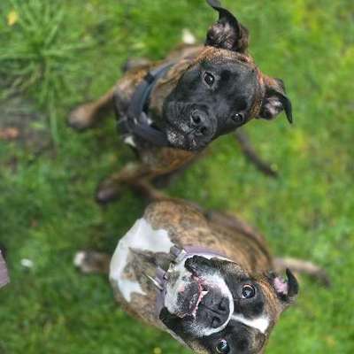Hundetreffen-Boxer-Boxermix Treffen-Bild