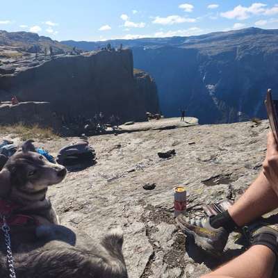 Hundetreffen-Spieltreffen  🐶-Bild