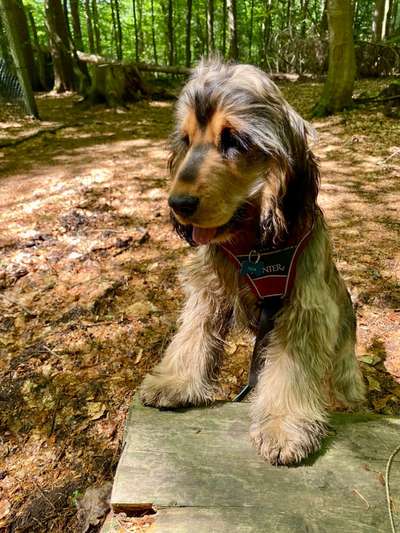 Cocker Spaniel-Beitrag-Bild