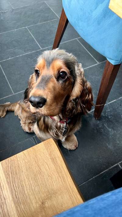 Cocker Spaniel-Beitrag-Bild