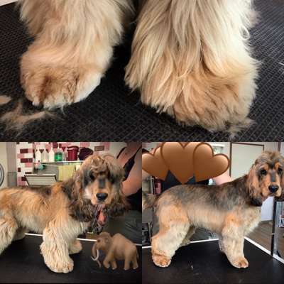 Cocker Spaniel-Beitrag-Bild