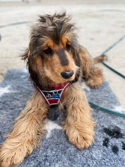 Englisch Cocker Spaniel-Beitrag-Bild