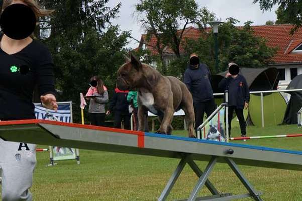 Französische Bulldoggen-Beitrag-Bild