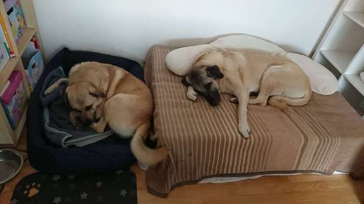 Kangal Fans ! ! ! !-Beitrag-Bild