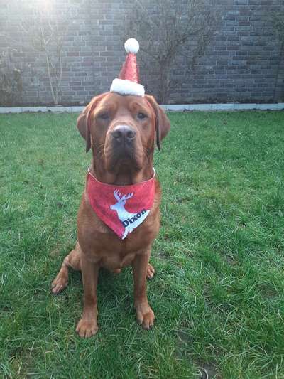 Labradorfans-Beitrag-Bild