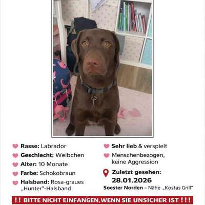 Suchmeldung-Ylvie-Bild