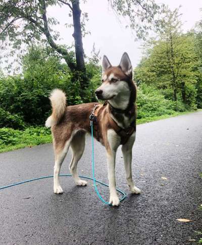 Hundetreffen-Spiel- und Ausflugsfreunde gesucht-Bild