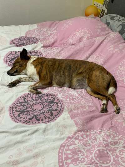 TierschutzhundeStammtisch🐕-Beitrag-Bild