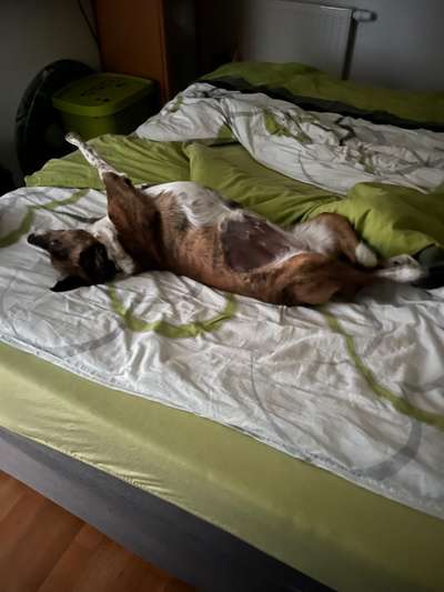 Darf der Hund bei Euch im Bett schlafen?-Beitrag-Bild