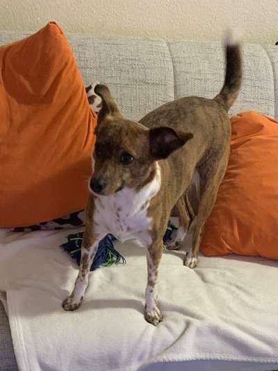 Hunde aus Griechenland-Beitrag-Bild