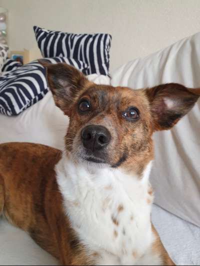 Auslandstierschutz-Beitrag-Bild