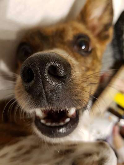 Zeigt mir die tollste Nahaufnahme von eurer Fellnase-Beitrag-Bild