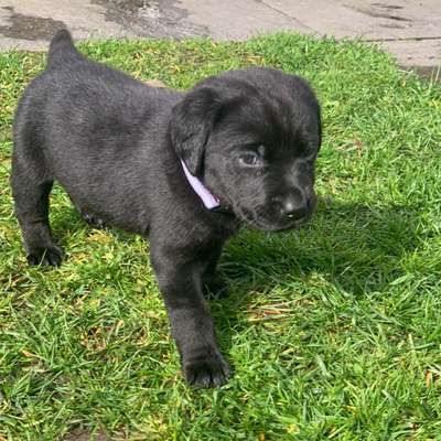 Hundetreffen-Welpentreffen-Bild