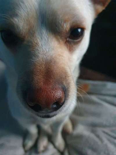 Wie heißt dein Hund?-Beitrag-Bild