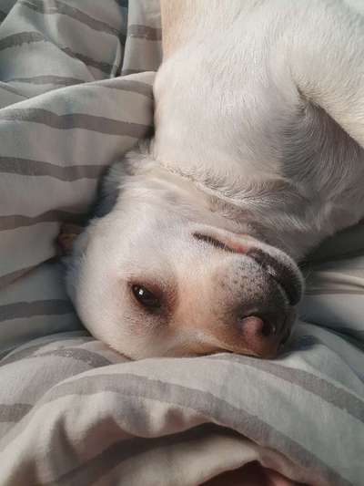 Wie heißt dein Hund?-Beitrag-Bild