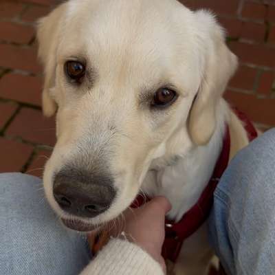 Hundetreffen-Gassi- & Spielfreunde gesucht-Bild