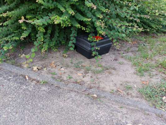 Giftköder-Gefärbte Weizenkörner vor Rattenköderbox-Bild