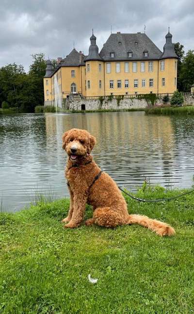 Zeigt her eure Pudel und Pudelmischlinge (:-Beitrag-Bild