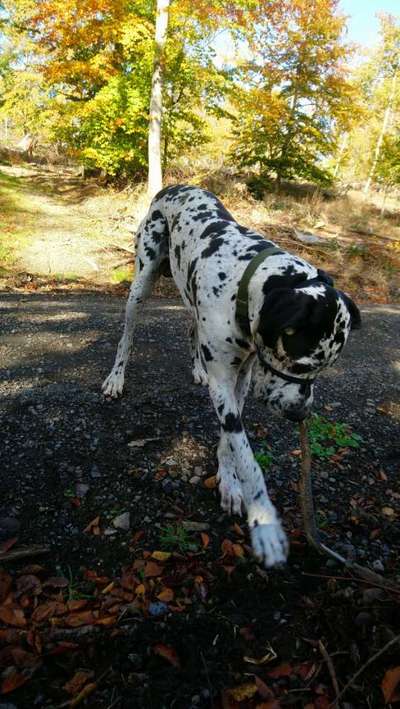 Deutsche Doggen Besitzer zeigt euch-Beitrag-Bild