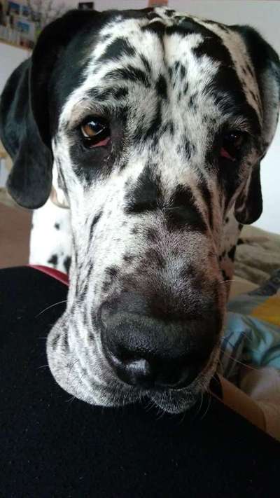 Deutsche Doggen Besitzer zeigt euch-Beitrag-Bild