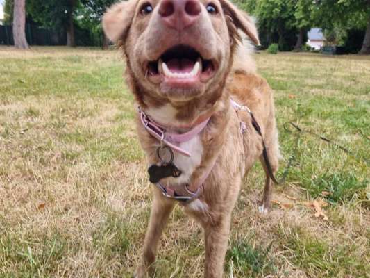 Hundetreffen-Social Walk-Bild