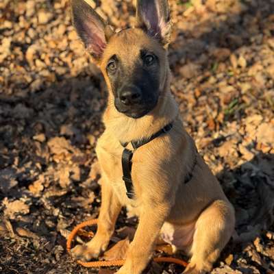 Hundetreffen-Suchen Welpen zum Spielen und Spazieren / Trainieren-Bild