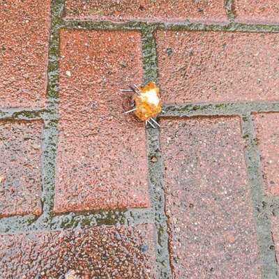 Giftköder-Giftköder-Bild