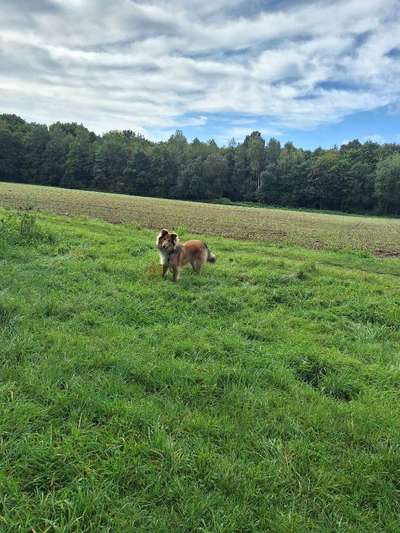 156. Fotochallenge *** DEIN HUND UND DIE WUNDERSCHÖNEN WOLKEN ***-Beitrag-Bild