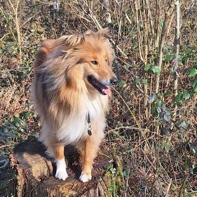 Susanne's Profilbild