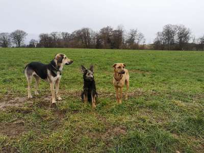 Hundetreffen-Spiel und Spaß in Düssel und Umgebung-Bild