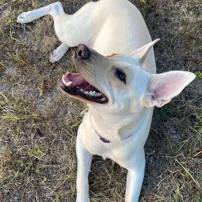 Hundetreffen-Gassi treffen-Profilbild