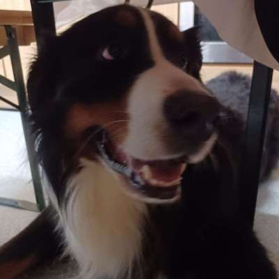 Hundetreffen-Gehe gassi mit euren Hunden-Profilbild