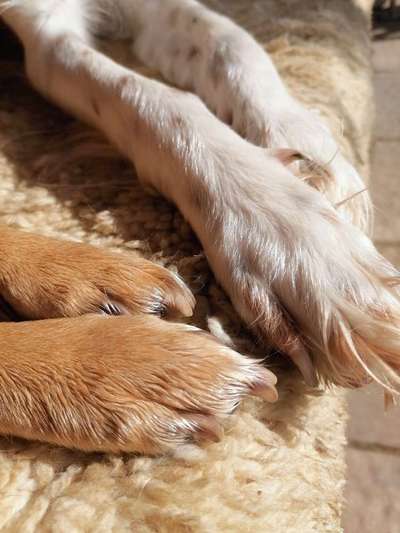 Die Dogorama Kalender Challenge Titelbild-Beitrag-Bild