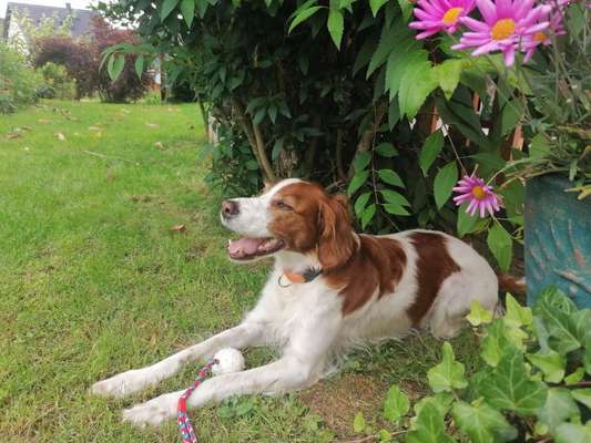 Englisch Setter?-Beitrag-Bild